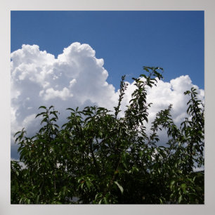 Georgia-Pfirsich-Baum-flaumige weiße Wolken Poster