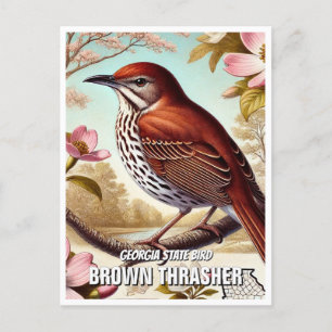 Georgia Staat Bird Brown Thrasher Postkarte