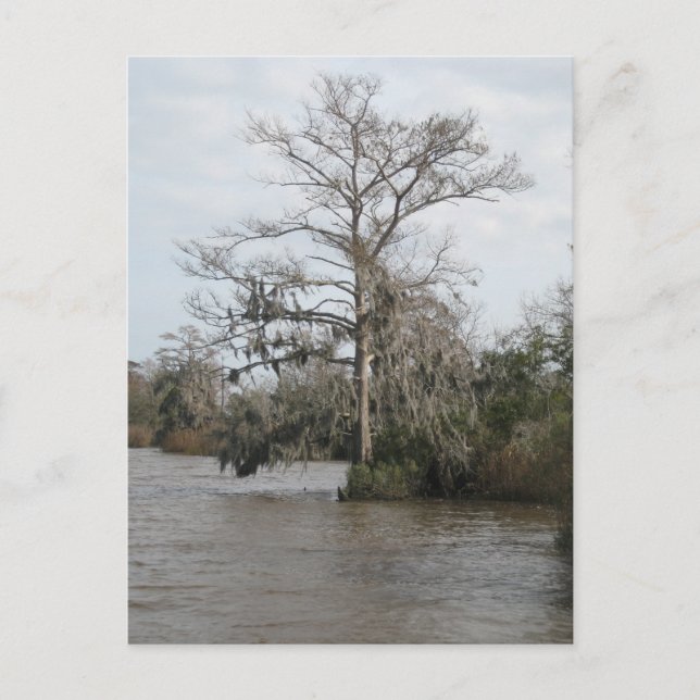 Georgiens Sumpf Postkarte (Vorderseite)