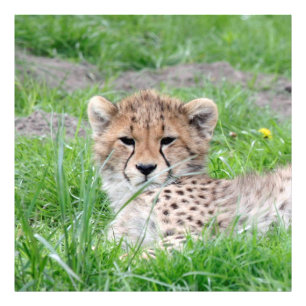 Gepard20150904 Fotodruck