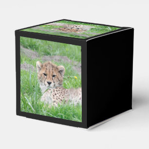 Gepard20150904 Geschenkschachtel