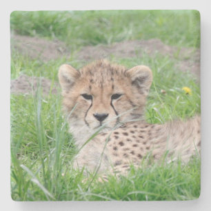Gepard20150904 Steinuntersetzer