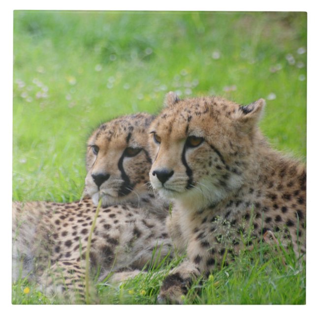 Gepard 001 fliese (Vorderseite)