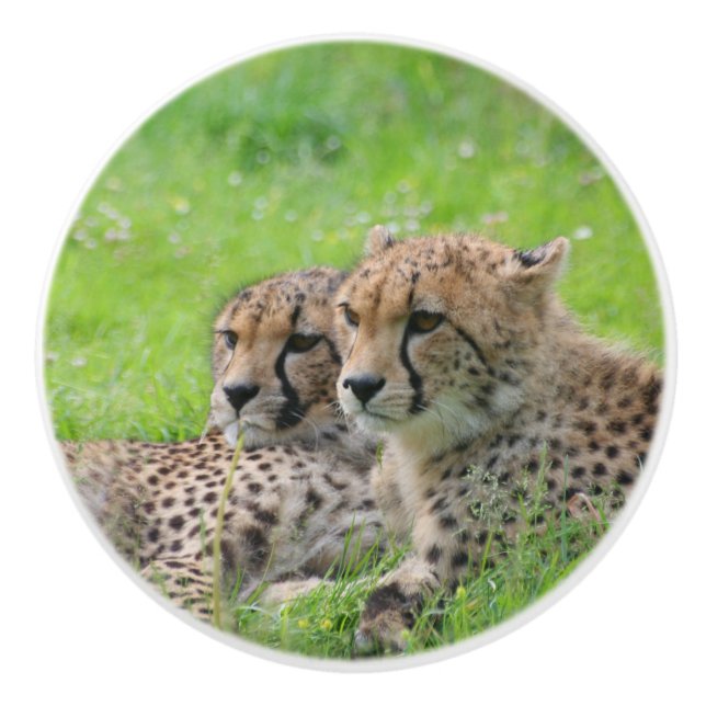 Gepard 001 keramikknauf (Vorderseite)