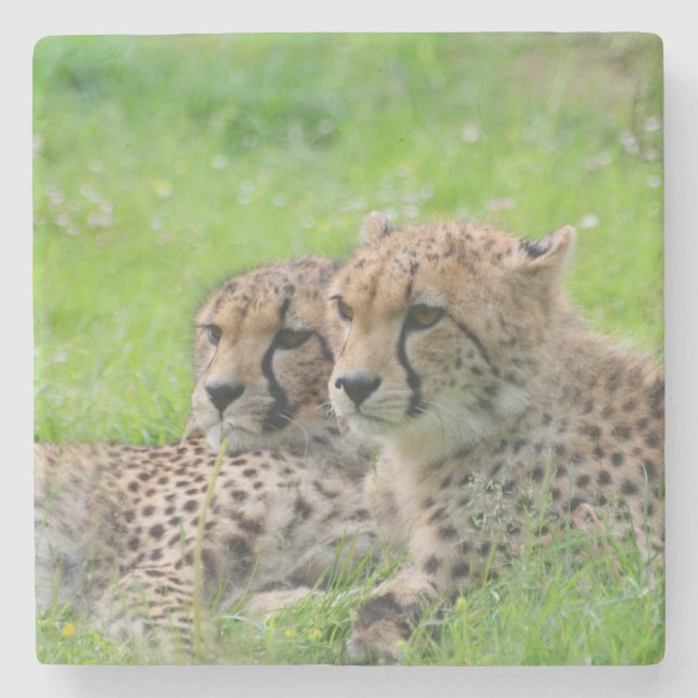 Gepard 001 steinuntersetzer (Vorderseite)