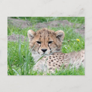 Gepard 002 postkarte