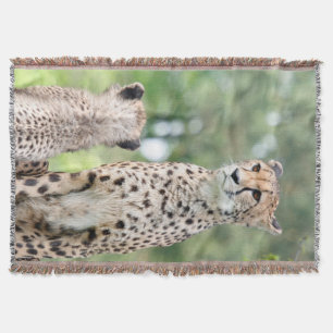 Gepard 004 decke