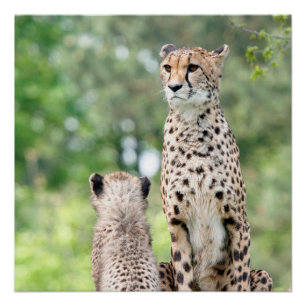 Gepard 004 poster