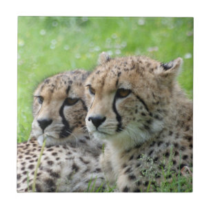 Gepard 009 fliese