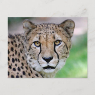 Gepard 009 postkarte