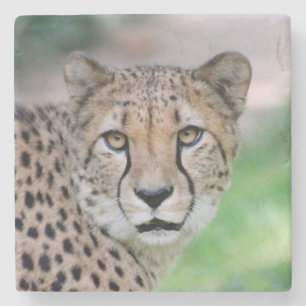 Gepard 009 steinuntersetzer