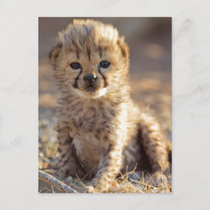 Gepard 19 Tage alter männlicher Jungtier Postkarte