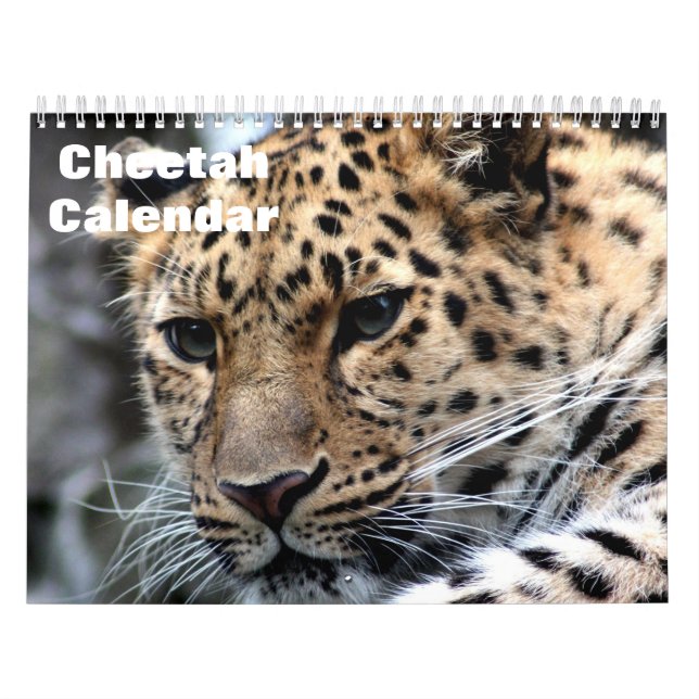 Gepard 2025 kalender (Titelbild)