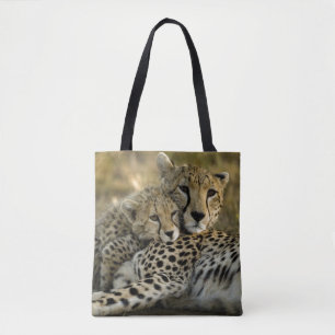 Gepard, Acinonyx jubatus 2
