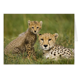 Gepard, Acinonyx jubatus, mit Jungtier