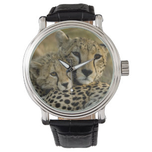 Gepard, Acinonyx jubatus, mit Jungtier in der Masa Armbanduhr