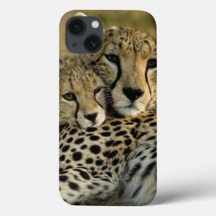 Gepard, Acinonyx jubatus, mit Jungtier in der Masa Case-Mate iPhone Hülle
