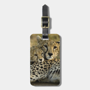 Gepard, Acinonyx jubatus, mit Jungtier in der Masa Gepäckanhänger