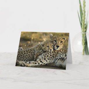 Gepard, Acinonyx jubatus, mit Jungtier in der Masa Karte