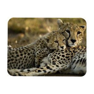 Gepard, Acinonyx jubatus, mit Jungtier in der Masa Magnet
