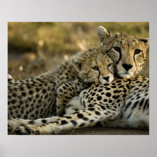 Gepard, Acinonyx jubatus, mit Jungtier in der Masa Poster