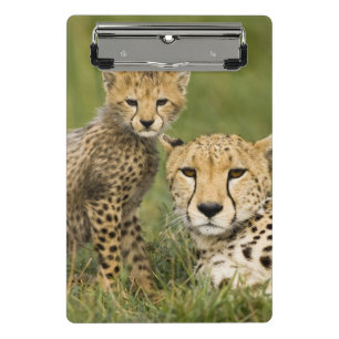 Gepard, Acinonyx jubatus, mit Jungtier Mini Klemmbrett
