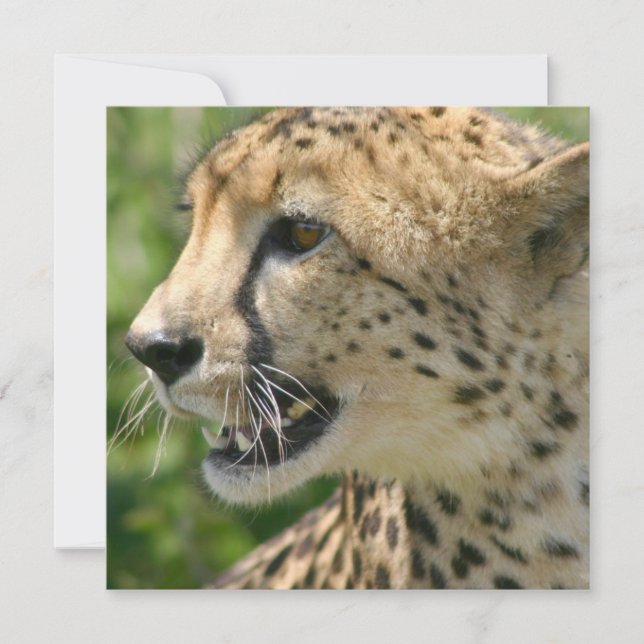Gepard-Angriffs-Einladung Einladung (Vorderseite)