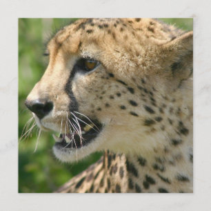 Gepard-Angriffs-Einladung Einladung