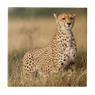 Gepard auf kleiner Anhöhe für bessere Sichtbarkeit Fliese