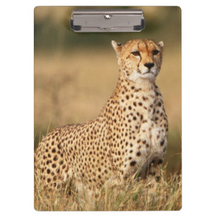 Gepard auf kleiner Anhöhe für bessere Sichtbarkeit Klemmbrett