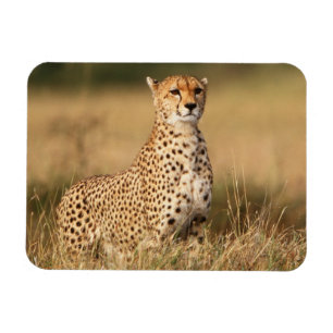Gepard auf kleiner Anhöhe für bessere Sichtbarkeit Magnet