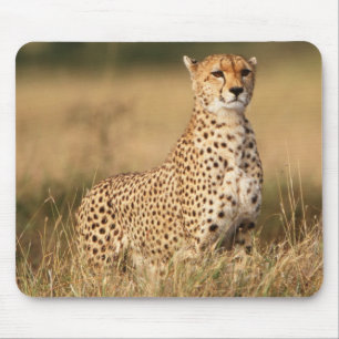 Gepard auf kleiner Anhöhe für bessere Sichtbarkeit Mousepad