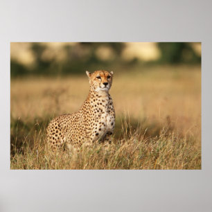 Gepard auf kleiner Anhöhe für bessere Sichtbarkeit Poster