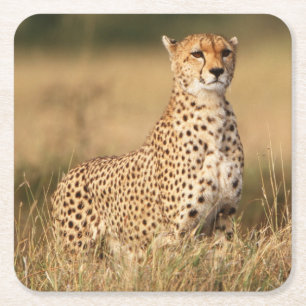 Gepard auf kleiner Anhöhe für bessere Sichtbarkeit Rechteckiger Pappuntersetzer