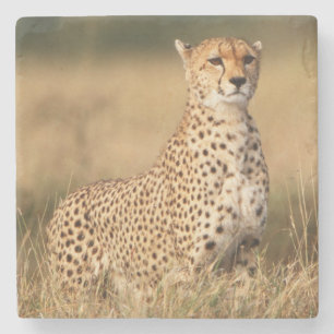 Gepard auf kleiner Anhöhe für bessere Sichtbarkeit Steinuntersetzer