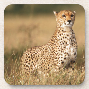 Gepard auf kleiner Anhöhe für bessere Sichtbarkeit Untersetzer
