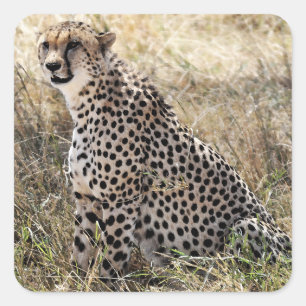 Gepard-Aufkleber 2 Quadratischer Aufkleber