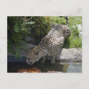Gepard-b-1 Postkarte