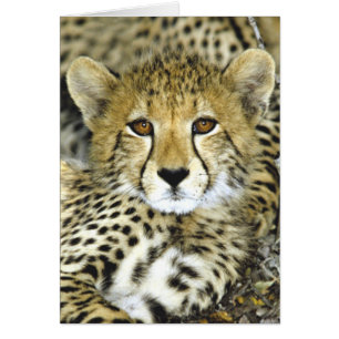 Gepard CUB 2