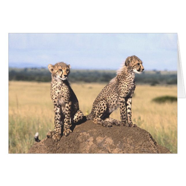 Gepard CUB kardieren (Vorderseite (Horizontal))