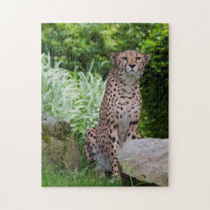 Gepard-Foto-Puzzle Puzzle