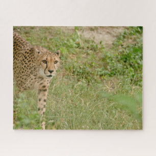 Gepard Großkatzen. Puzzle