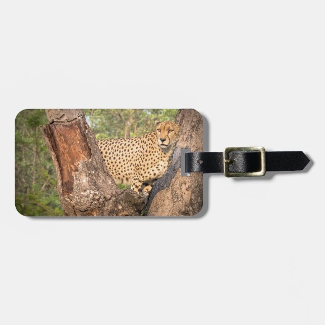 Gepard im Baum-Gepäckanhänger Gepäckanhänger (Vorderseite horizontal)