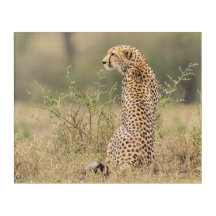 Gepard im wilden Afrika