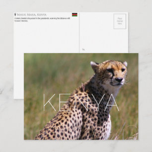 Gepard in Masai Mara, Kenia Reise-Postkarte Postkarte