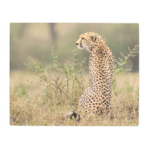 Gepard in Wild African Setting Metal Print