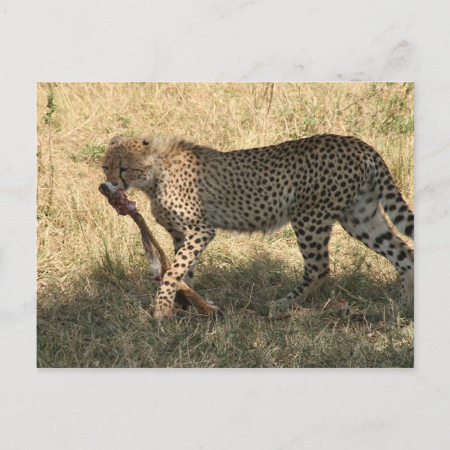 Gepard isst postkarte (Vorderseite)