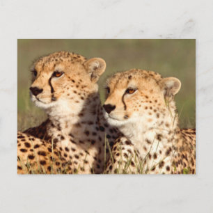 Gepard liegt im Gras, Ngorongoro Conservation Postkarte