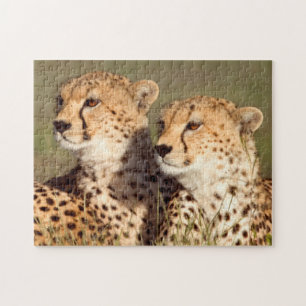 Gepard liegt im Gras, Ngorongoro Conservation Puzzle