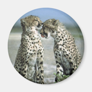 Gepard Magnet
